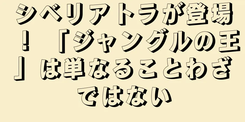 シベリアトラが登場！ 「ジャングルの王」は単なることわざではない