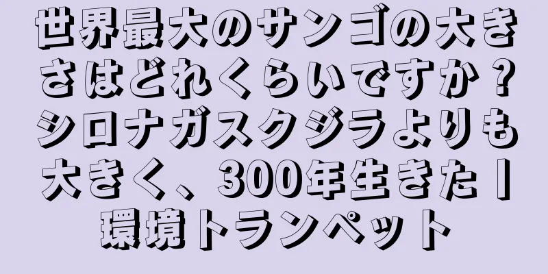 世界最大のサンゴの大きさはどれくらいですか？シロナガスクジラよりも大きく、300年生きた丨環境トランペット