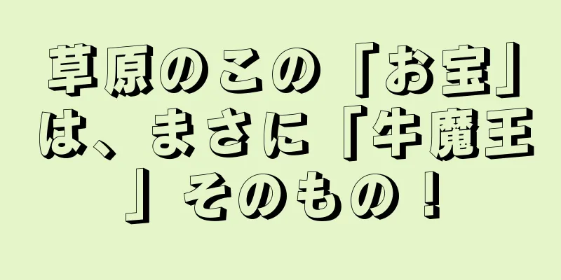 草原のこの「お宝」は、まさに「牛魔王」そのもの！