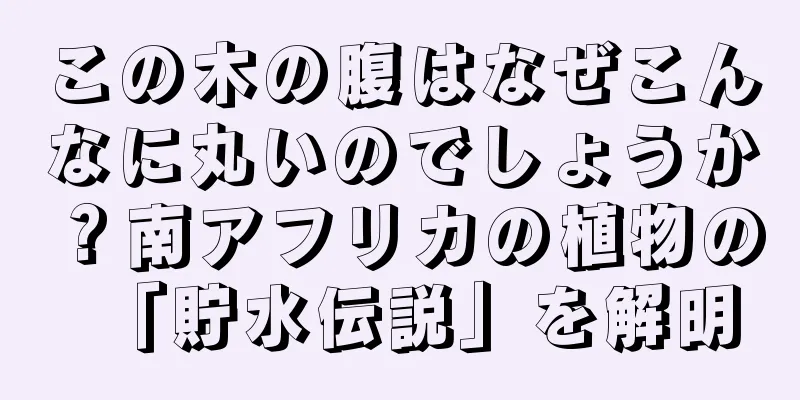 この木の腹はなぜこんなに丸いのでしょうか？南アフリカの植物の「貯水伝説」を解明