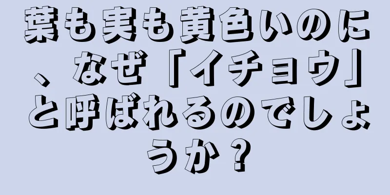 葉も実も黄色いのに、なぜ「イチョウ」と呼ばれるのでしょうか？