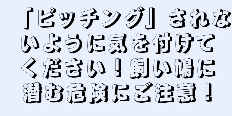 「ピッチング」されないように気を付けてください！飼い鳩に潜む危険にご注意！