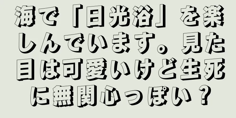海で「日光浴」を楽しんでいます。見た目は可愛いけど生死に無関心っぽい？