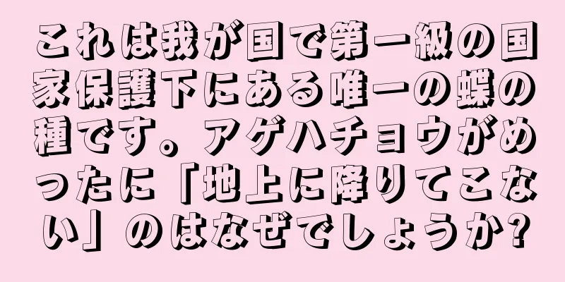 これは我が国で第一級の国家保護下にある唯一の蝶の種です。アゲハチョウがめったに「地上に降りてこない」のはなぜでしょうか?