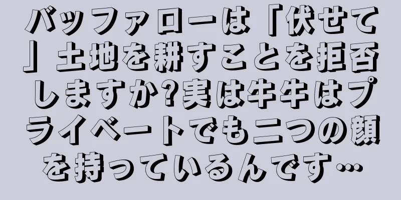 バッファローは「伏せて」土地を耕すことを拒否しますか?実は牛牛はプライベートでも二つの顔を持っているんです…
