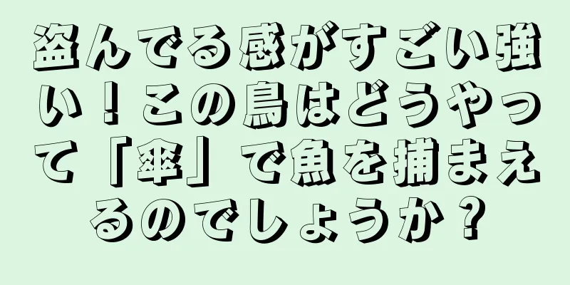 盗んでる感がすごい強い！この鳥はどうやって「傘」で魚を捕まえるのでしょうか？