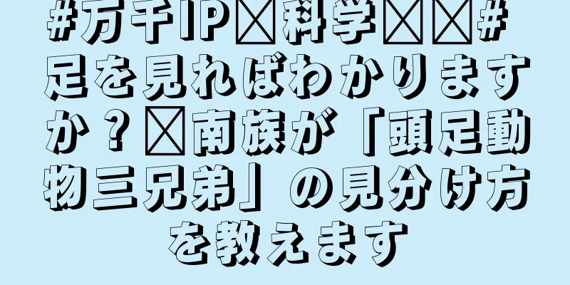 #万千IP创科学热门# 足を見ればわかりますか？閩南族が「頭足動物三兄弟」の見分け方を教えます
