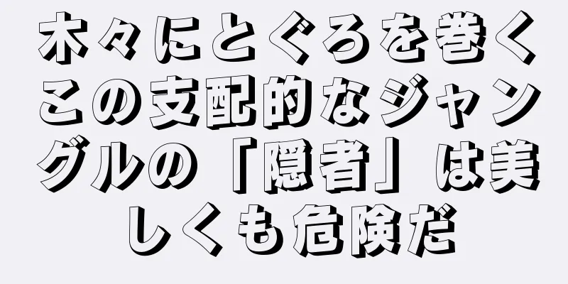 木々にとぐろを巻くこの支配的なジャングルの「隠者」は美しくも危険だ