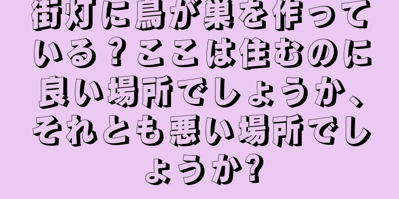 街灯に鳥が巣を作っている？ここは住むのに良い場所でしょうか、それとも悪い場所でしょうか?