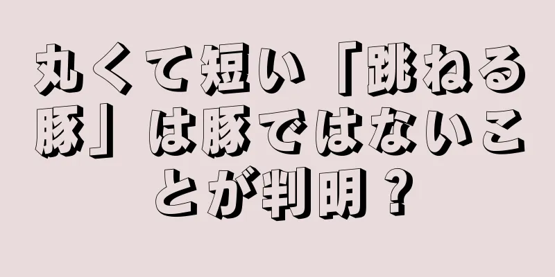 丸くて短い「跳ねる豚」は豚ではないことが判明？