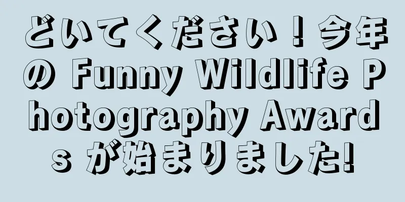 どいてください！今年の Funny Wildlife Photography Awards が始まりました!