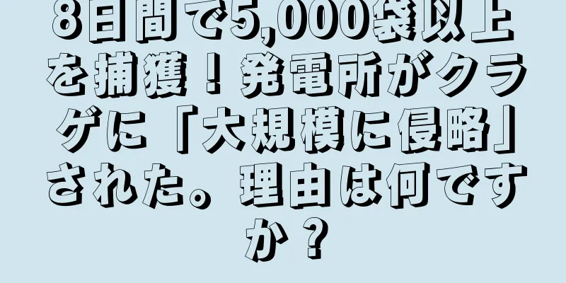 8日間で5,000袋以上を捕獲！発電所がクラゲに「大規模に侵略」された。理由は何ですか？