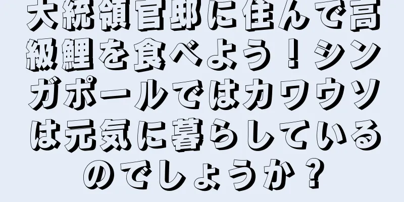 大統領官邸に住んで高級鯉を食べよう！シンガポールではカワウソは元気に暮らしているのでしょうか？