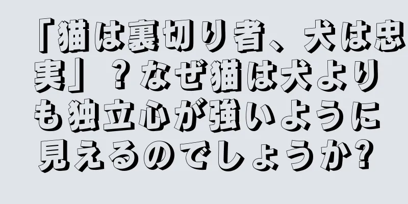 「猫は裏切り者、犬は忠実」？なぜ猫は犬よりも独立心が強いように見えるのでしょうか?
