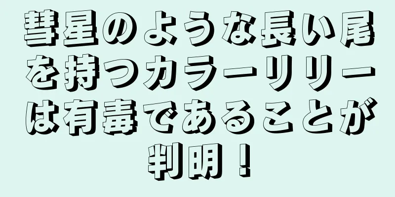 彗星のような長い尾を持つカラーリリーは有毒であることが判明！