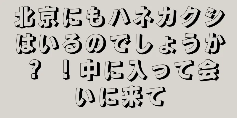 北京にもハネカクシはいるのでしょうか？ ！中に入って会いに来て