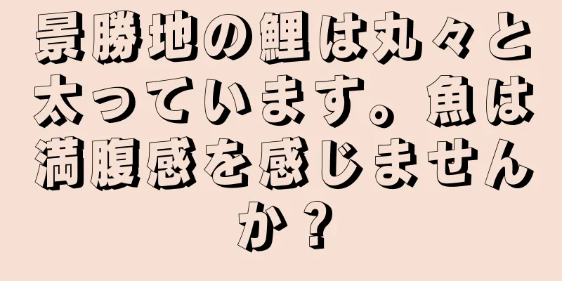 景勝地の鯉は丸々と太っています。魚は満腹感を感じませんか？