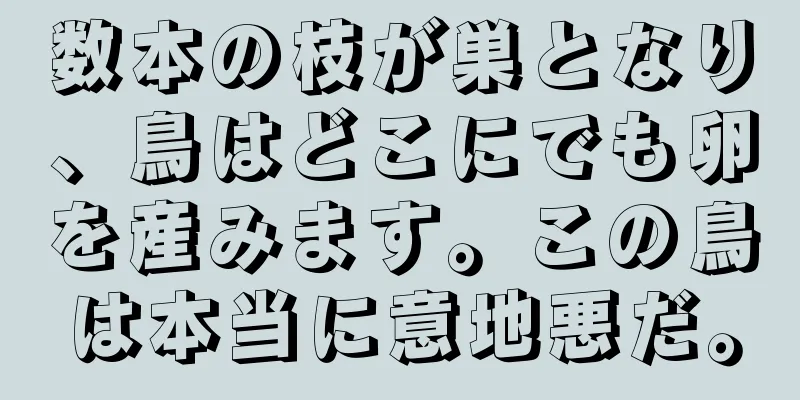 数本の枝が巣となり、鳥はどこにでも卵を産みます。この鳥は本当に意地悪だ。