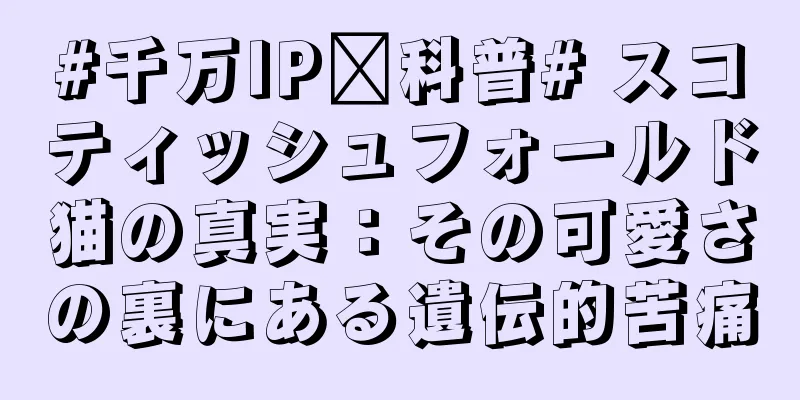 #千万IP创科普# スコティッシュフォールド猫の真実：その可愛さの裏にある遺伝的苦痛