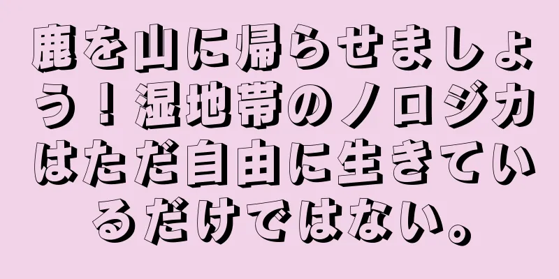 鹿を山に帰らせましょう！湿地帯のノロジカはただ自由に生きているだけではない。