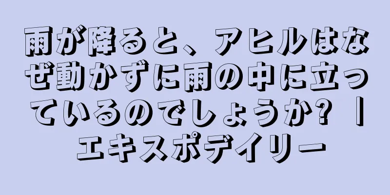 雨が降ると、アヒルはなぜ動かずに雨の中に立っているのでしょうか? ｜ エキスポデイリー
