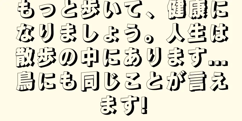 もっと歩いて、健康になりましょう。人生は散歩の中にあります...鳥にも同じことが言えます!
