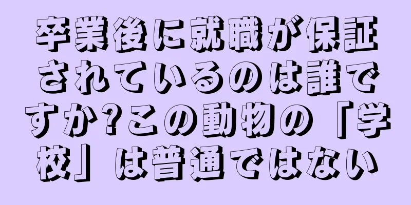 卒業後に就職が保証されているのは誰ですか?この動物の「学校」は普通ではない