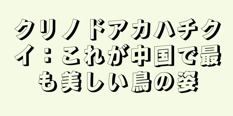 クリノドアカハチクイ：これが中国で最も美しい鳥の姿