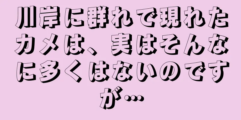 川岸に群れで現れたカメは、実はそんなに多くはないのですが…