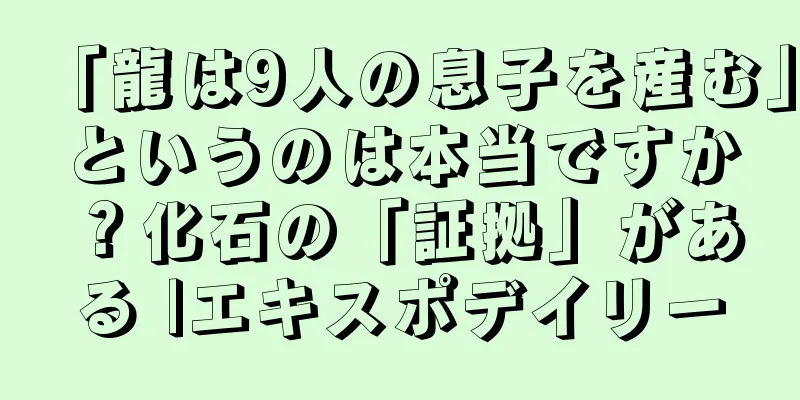 「龍は9人の息子を産む」というのは本当ですか？化石の「証拠」がある |エキスポデイリー