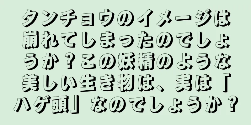 タンチョウのイメージは崩れてしまったのでしょうか？この妖精のような美しい生き物は、実は「ハゲ頭」なのでしょうか？