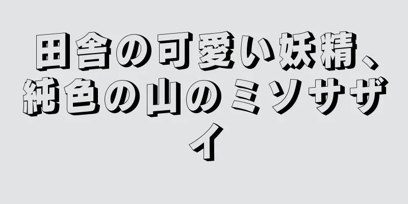 田舎の可愛い妖精、純色の山のミソサザイ