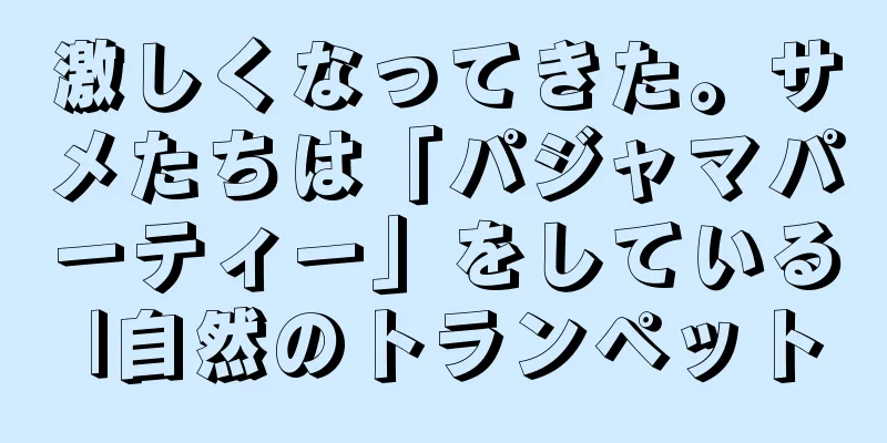 激しくなってきた。サメたちは「パジャマパーティー」をしている |自然のトランペット
