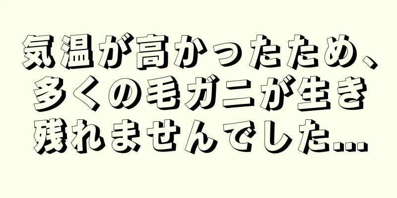 気温が高かったため、多くの毛ガニが生き残れませんでした...