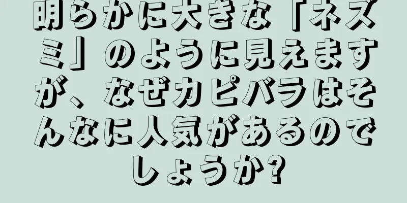 明らかに大きな「ネズミ」のように見えますが、なぜカピバラはそんなに人気があるのでしょうか?