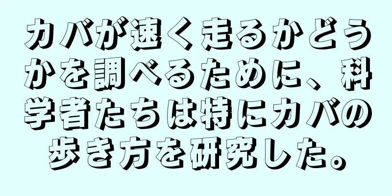 カバが速く走るかどうかを調べるために、科学者たちは特にカバの歩き方を研究した。