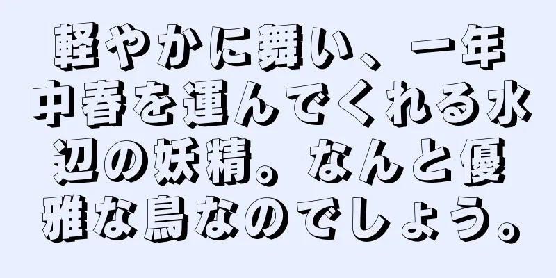 軽やかに舞い、一年中春を運んでくれる水辺の妖精。なんと優雅な鳥なのでしょう。