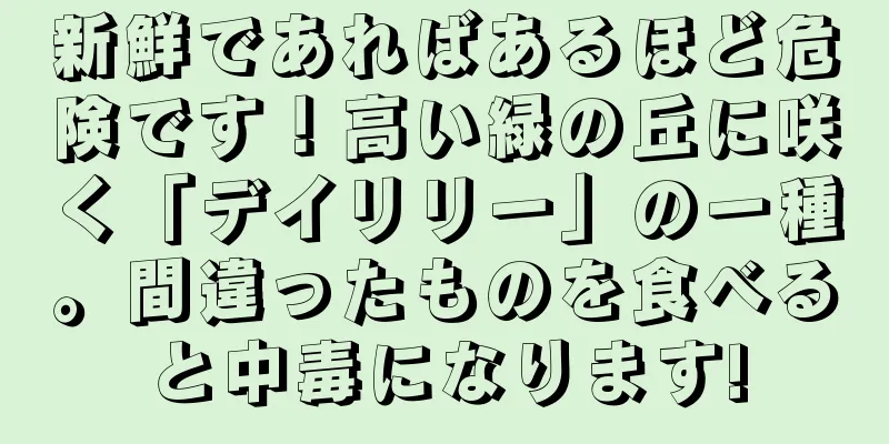 新鮮であればあるほど危険です！高い緑の丘に咲く「デイリリー」の一種。間違ったものを食べると中毒になります!