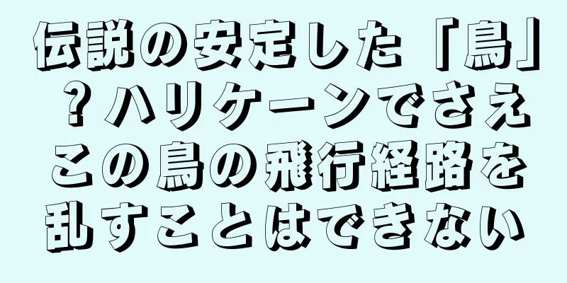 伝説の安定した「鳥」？ハリケーンでさえこの鳥の飛行経路を乱すことはできない