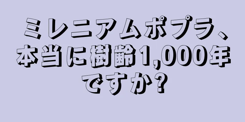 ミレニアムポプラ、本当に樹齢1,000年ですか?