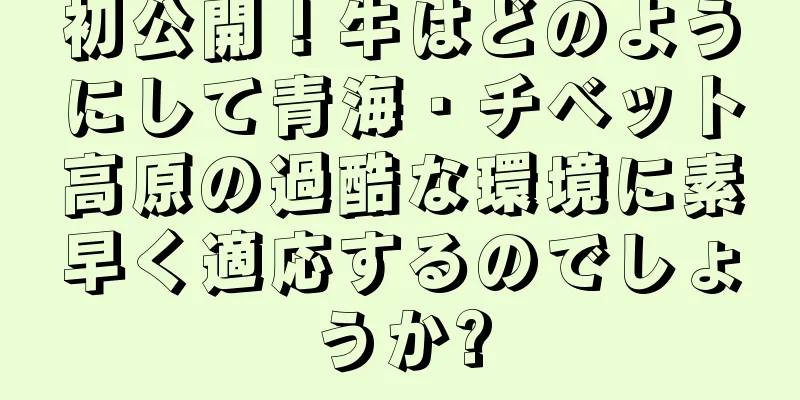 初公開！牛はどのようにして青海・チベット高原の過酷な環境に素早く適応するのでしょうか?