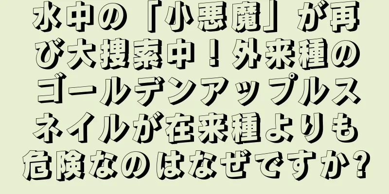 水中の「小悪魔」が再び大捜索中！外来種のゴールデンアップルスネイルが在来種よりも危険なのはなぜですか?