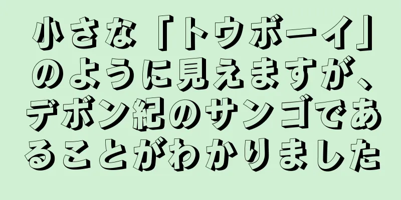 小さな「トウボーイ」のように見えますが、デボン紀のサンゴであることがわかりました
