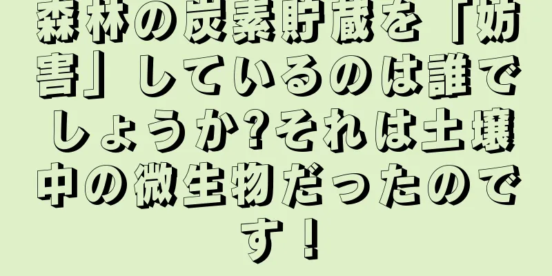 森林の炭素貯蔵を「妨害」しているのは誰でしょうか?それは土壌中の微生物だったのです！