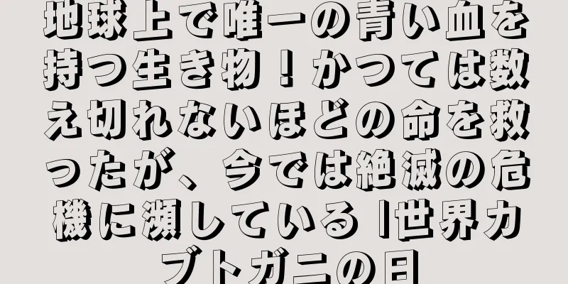 地球上で唯一の青い血を持つ生き物！かつては数え切れないほどの命を救ったが、今では絶滅の危機に瀕している |世界カブトガニの日