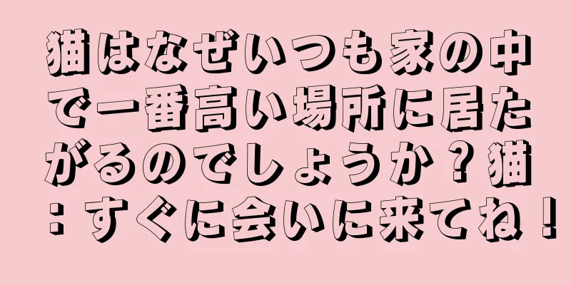 猫はなぜいつも家の中で一番高い場所に居たがるのでしょうか？猫：すぐに会いに来てね！