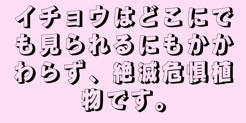 イチョウはどこにでも見られるにもかかわらず、絶滅危惧植物です。