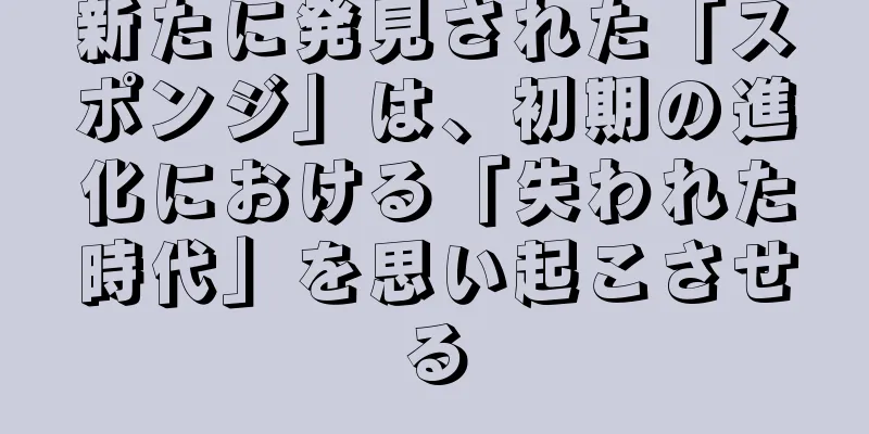 新たに発見された「スポンジ」は、初期の進化における「失われた時代」を思い起こさせる