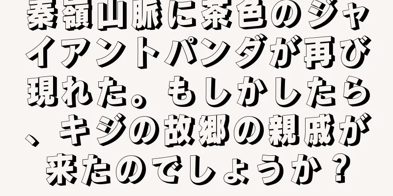 秦嶺山脈に茶色のジャイアントパンダが再び現れた。もしかしたら、キジの故郷の親戚が来たのでしょうか？
