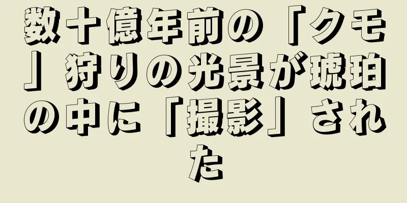 数十億年前の「クモ」狩りの光景が琥珀の中に「撮影」された